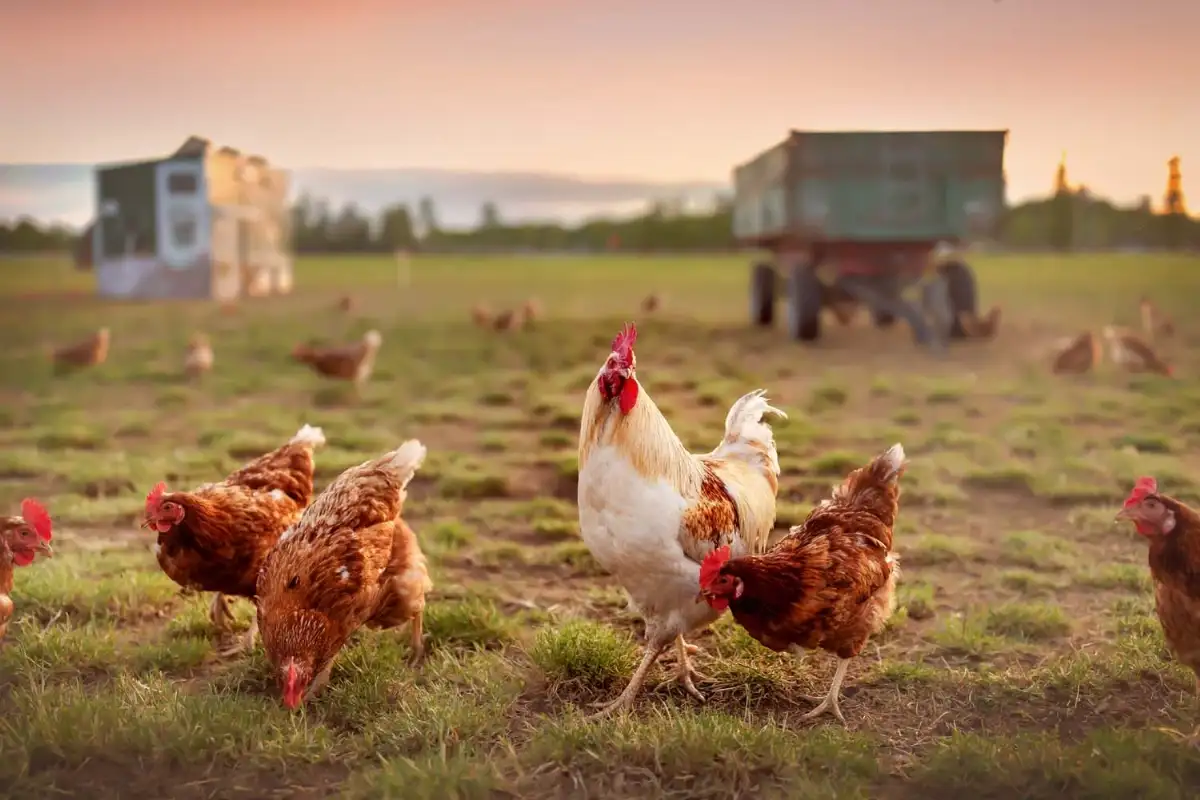 Poulet rouge (Prix au KG )