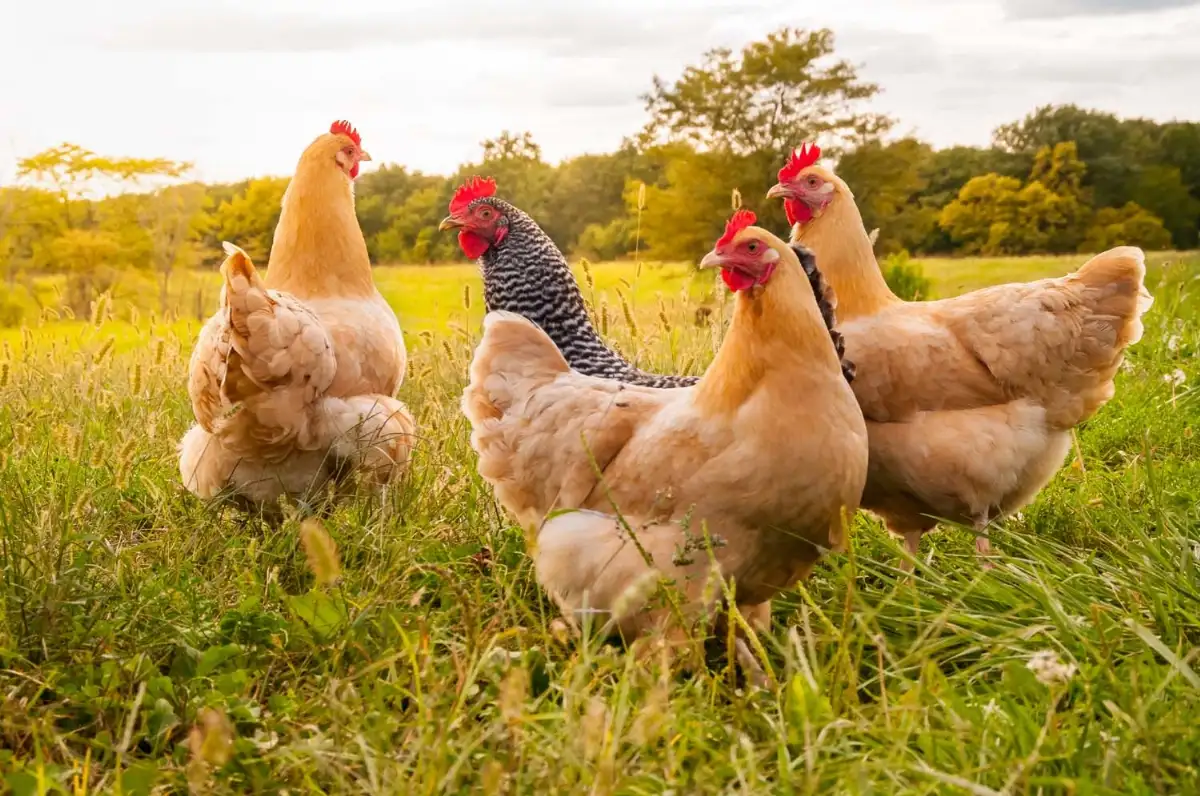 Poulet plein air (Prix au KG )