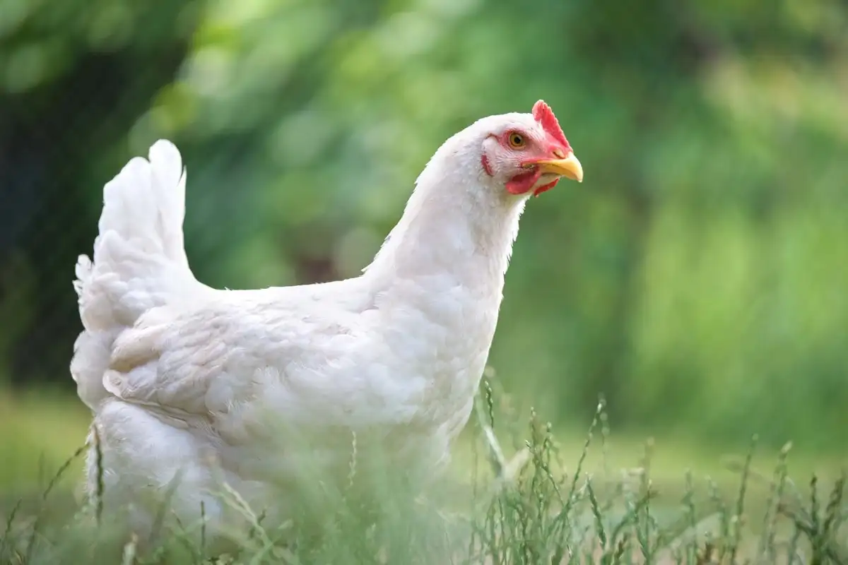 Poulet blanc (Prix au KG )